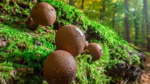 Grzybobranie odpowiedzialne bezpieczeństwo w lesie i rozpoznawanie podstawowych gatunków