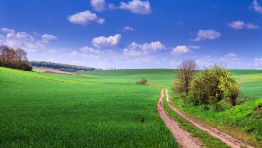 Birdwatching w Opolskiem: Jak Zacząć i Gdzie Obserwować Ptaki w Okolicy Grodkowa