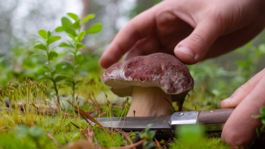 Grzybobranie: Bezpieczeństwo i Rozpoznawanie Gatunków